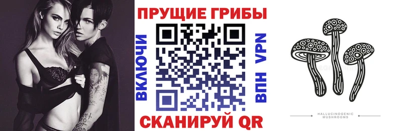Галлюциногенные грибы Psilocybine cubensis где можно купить Николаевск-на-Амуре